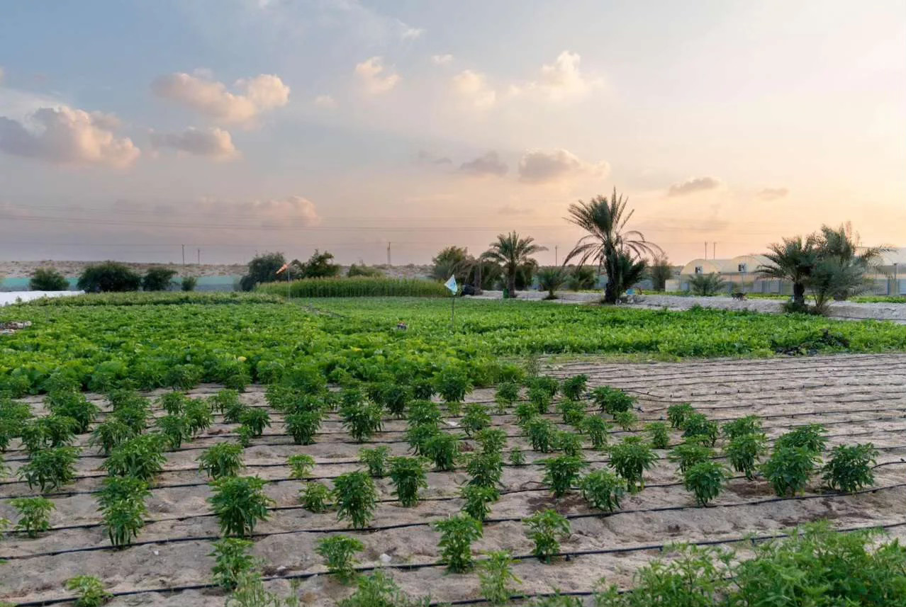 Field data with Al Ain University